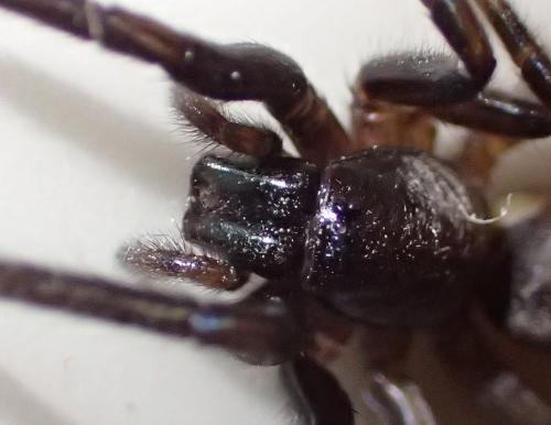 Segestria florentina